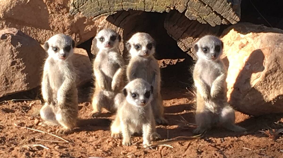 CUTE AS: Five of the six meerkat pups born this week at Altina Wildlife Park. It is believed to be one of the biggest litters ever born in Australia.