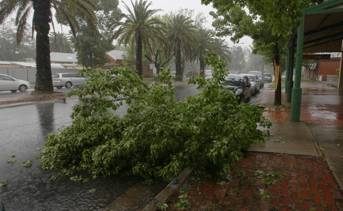STORM BREWING: Trees are felled in Peter Street during a previous storm. A\ letter writer has called for the centre median trees to be removed completely.