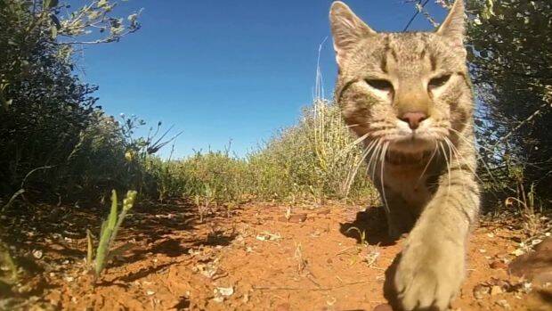 ON THE PROWL: The feral cat population, and over-zealous farmers, are having a devastating impact on the environment, according to a letter writer.