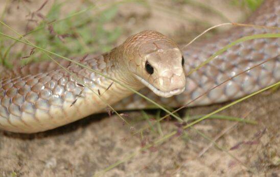 DEADLY: A brown snake, similar to the one that bit a Quandialla woman this week.