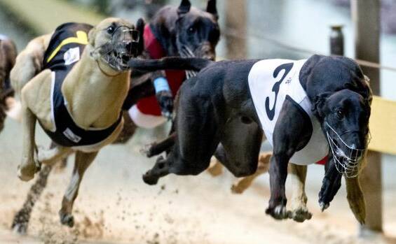 DOG FIGHT: A letter writer has commended the animal liberationists that brought the greyhound live baiting scandal to light.