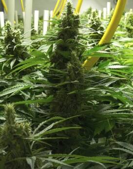 Medical cannabis a true ‘grassroots’ push