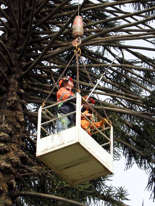 HIGH IDEA: Council contractors remove pine cones from bunya trees in Collins Park in 2013.