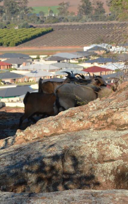 HUNGRY AND HAIRY: Feral goats encroaching on homes in Griffith have residents riled. Photo: Melody Montague