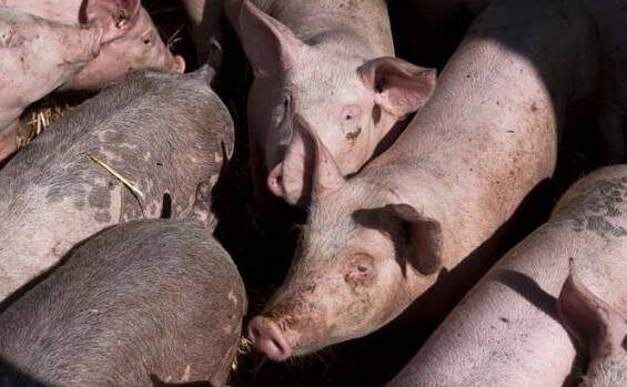 IN THE TROUGH: Debate continues to rage about the merits of a controversial new piggery planned for the Riverina.