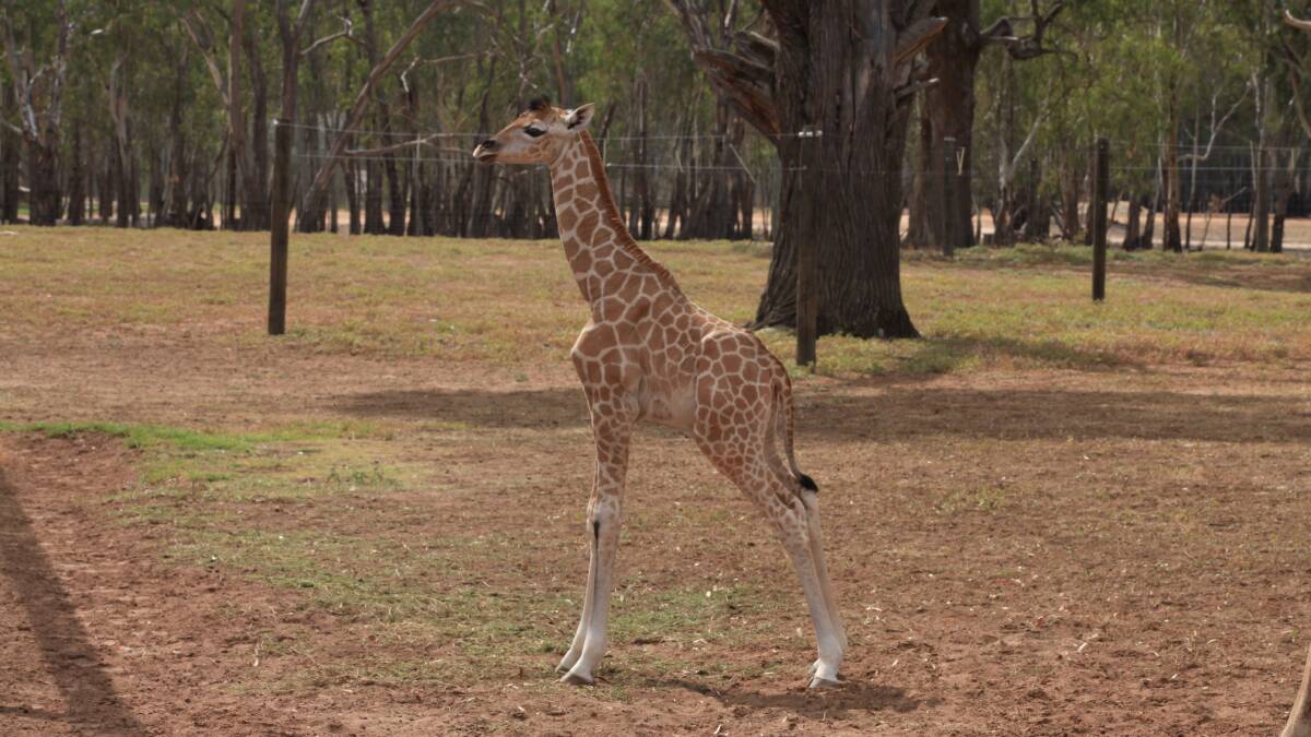 Meet Mzuri, Altina's new baby giraffe