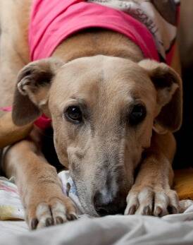 Greyhound ban a dog of a decision: editorial.