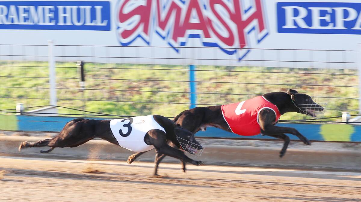 Dana Corporal continues Rod McDonald's good run at Wagga. Pictures: Kieren L Tilly