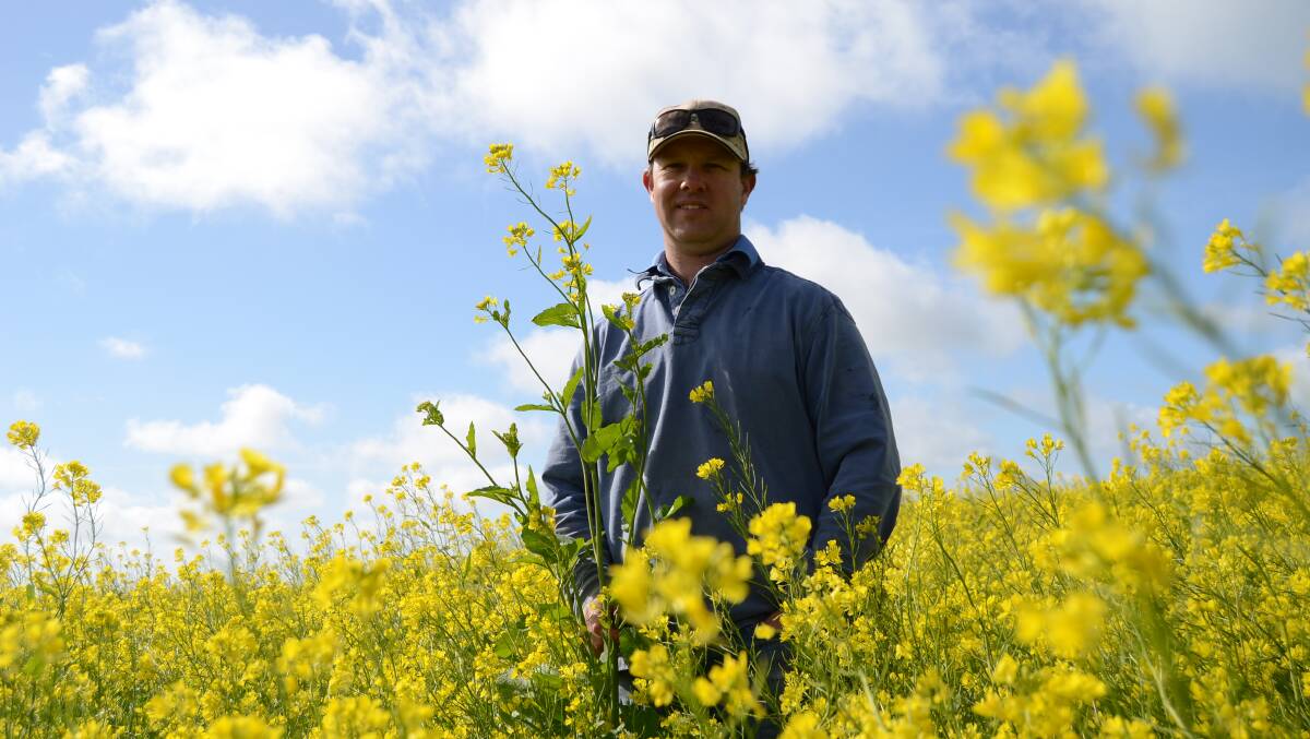 MUSTARD: Michael Reynolds of Toompang pictured in his mustard crop.