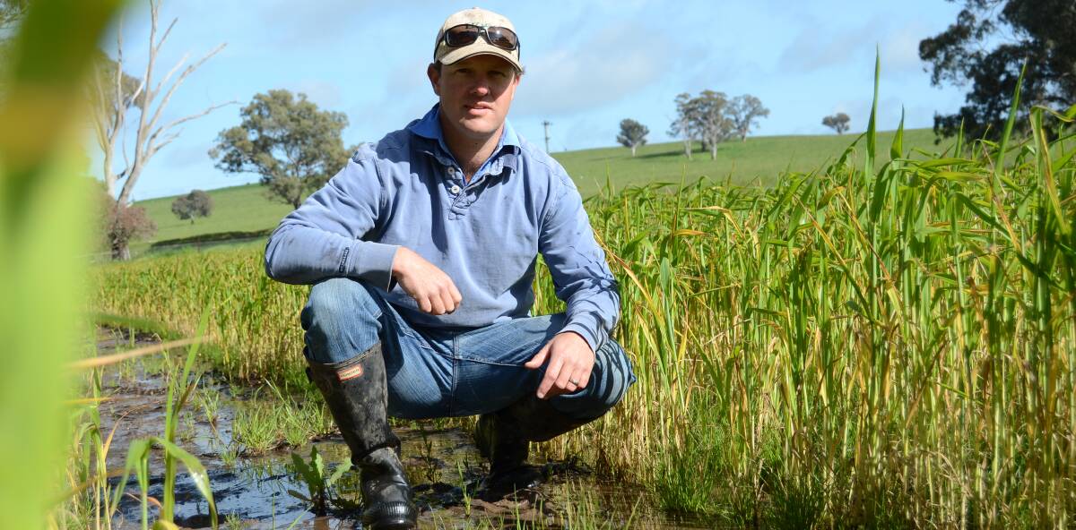 DAMAGE: Michael Reynolds of Toompang inspects his crop earlier this week that's showing a tinge of yellow due to the waterlogged soil.