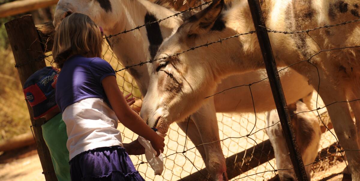 FUN TIMES: Feeding animals at Wagga Zoo is a favourite pastime for many, so holiday-makers were angry when they discovered the kiosk selling the food was closed on what should be the busiest time of year.