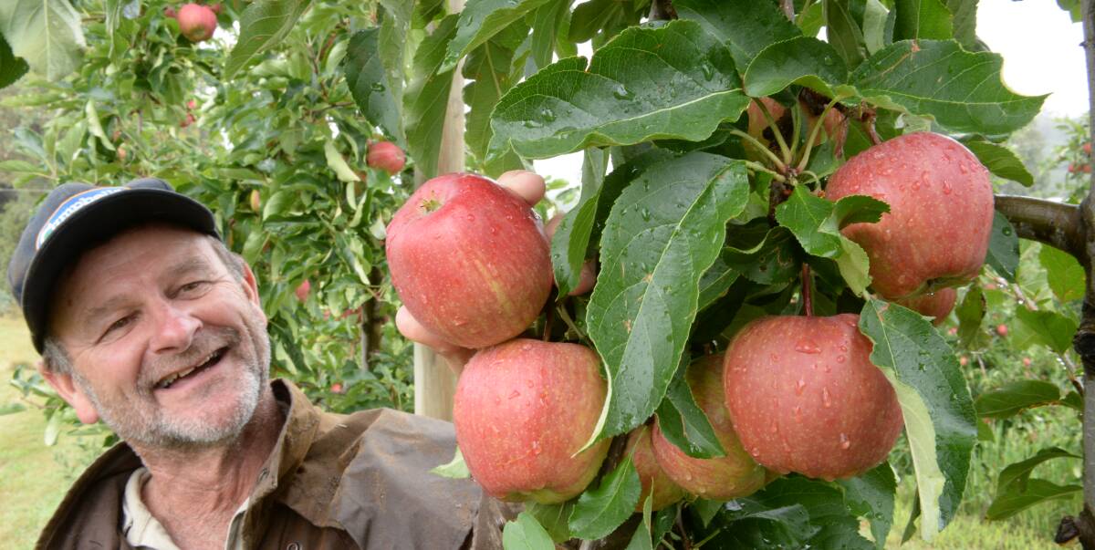 TOP CROP: Batlow Co-operative manager Greg Mouat says the sheer volume of apples picked this year will see growers make a good earning. Picture: Fairfax Media 