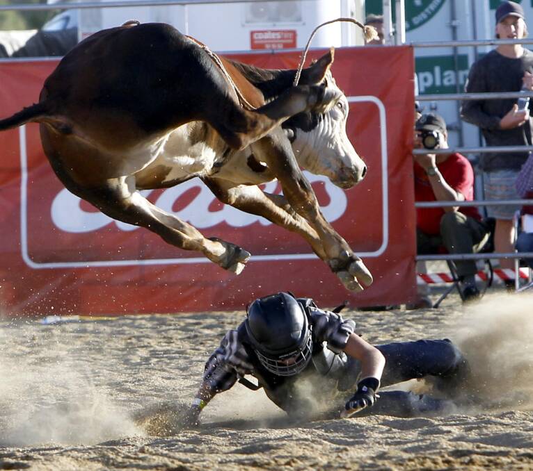 IN TROUBLE: Brodie Hopkins cowering in the steer wrestling at Equex at the Wagga Pro Rodeo on Saturday. Picture: Les Smith