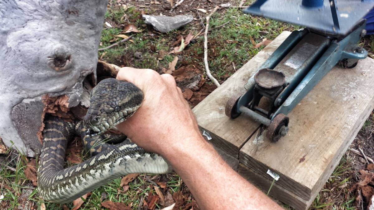 Pinned: Two men and a car jack rescued a python that was pinned under a tree in Thornlands on Thursday. Photo: Tony Morrison