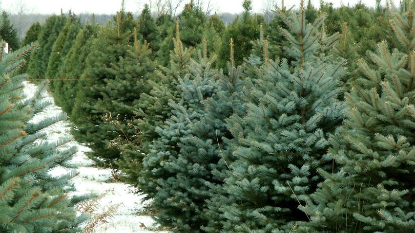 FESTIVE SPIRIT: Rotarians will sell living Christmas trees this Friday, Saturday and Sunday. The trees are grown in the southern highlands.