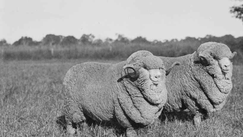 Two Boonoke poll merino rams in a paddock, New South Wales, 1934