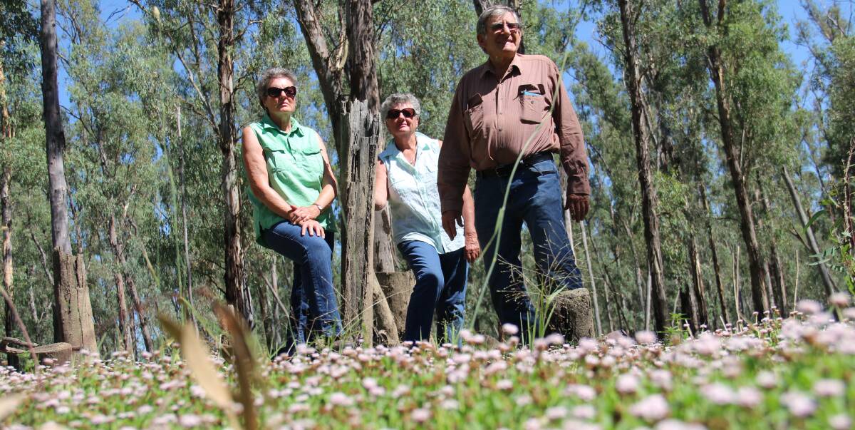 Bad seeds: Old Man Creek farmers David Goldman, Pip Goldman and Judy Bailey say environmental flows are to blame for the loss of their good grazing land - choked by a weed.