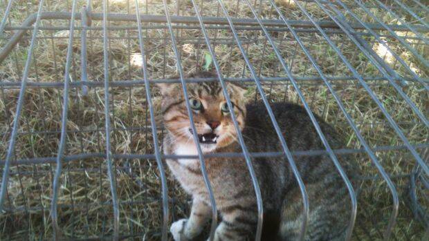 Call for control: Wagga’s war on wild cats