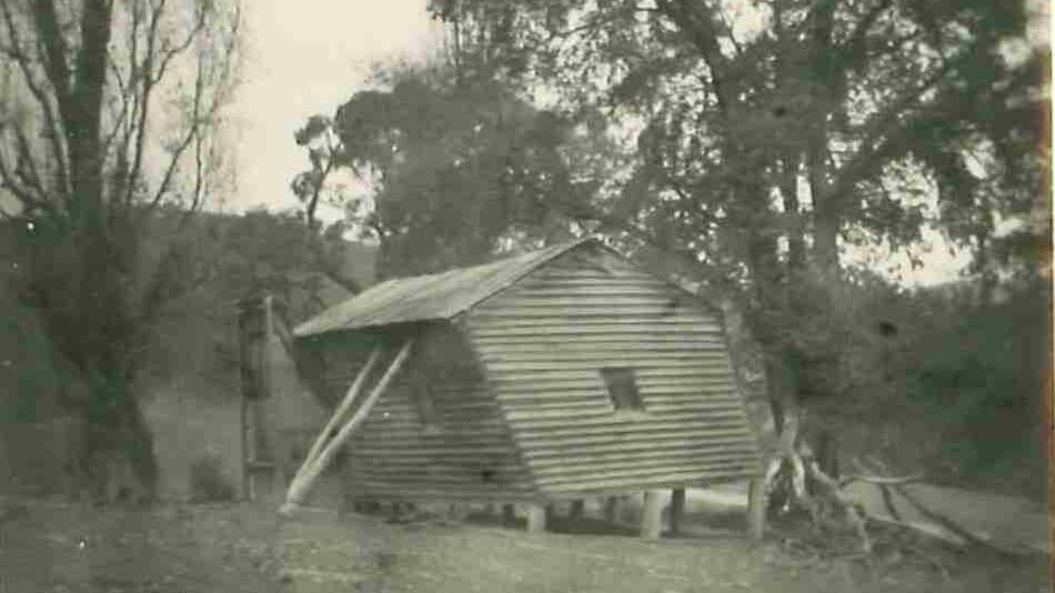 HUT: "Accommodation – Learmont’s saw mill – after being struck on one corner by falling limb from large elm tree on right. At present disused, hut is still habitable. Had dinner here today.  26th May 1957. 2.35pm. Cloudy – no sun.” Alfred Greene collection (RW1247/3).