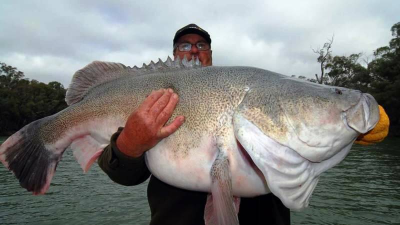 MASSIVE: Mick Wenning with a cod from the Murray River.