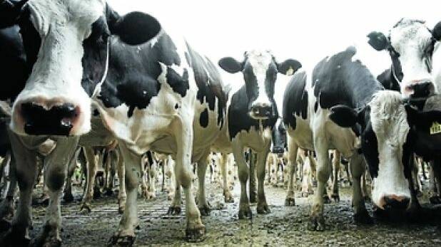 More than words to help dairy farmers