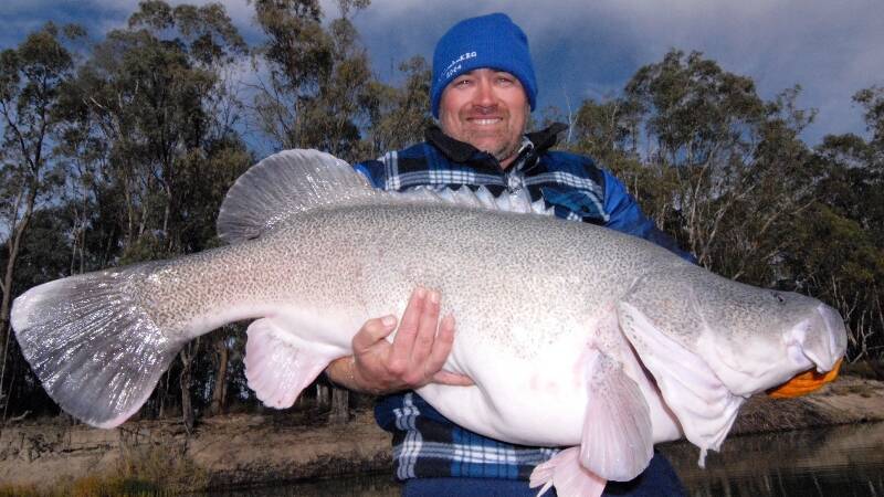 Simon Jackson with a massive cod from the Murray River.