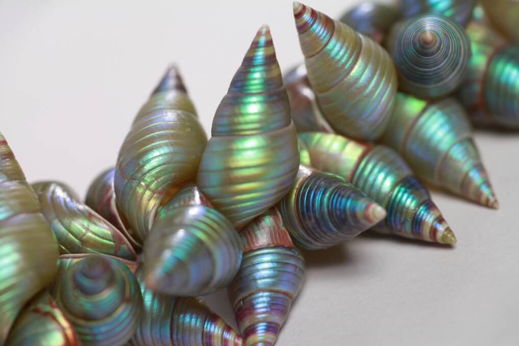 Lola Greeno, warener necklace (detail) 2014 warrener shells, stainless steel wire.