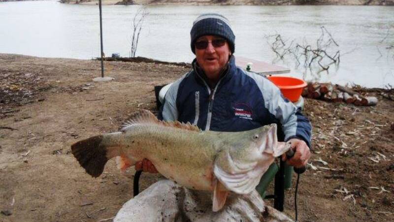NICE ONE: Pete Amos with a cod from the Murray River. Send your pictures to craig@waggamarine.com.au or 0419 493 313. Picture: Contributed
