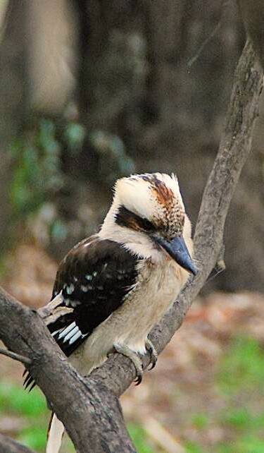 BIRD CALL: The kookaburra is called gugubarra in Wiradjuri.