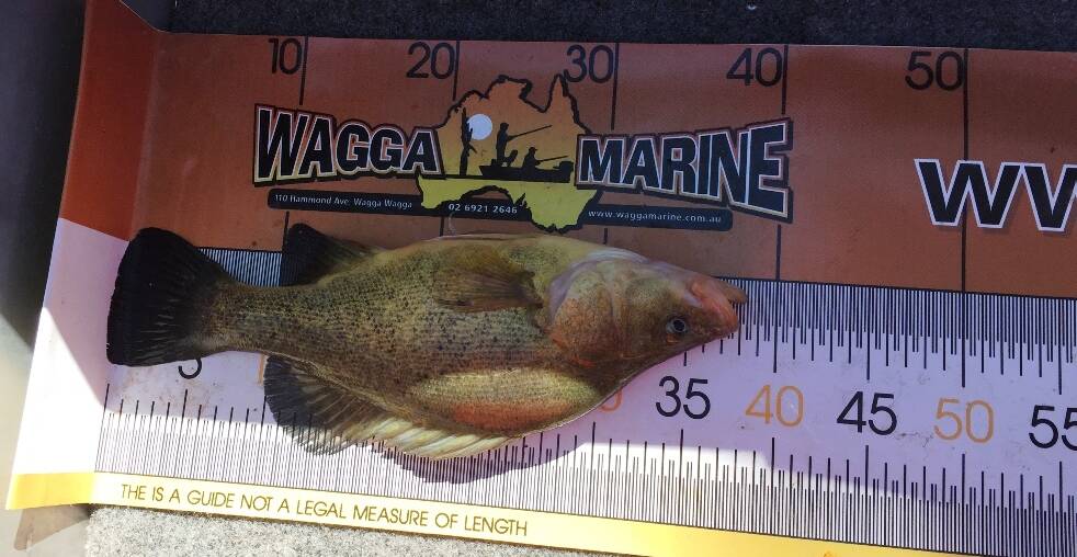 IT WAS ALL YELLOW: A nice Yella caught in the Murrumbidgee River. Send your pictures to craig@waggamarine.com.au or 0419 493 313 to feature. 