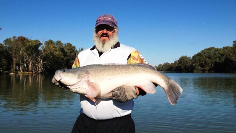 CATCH OF THE DAY: David Tulk with a decent cod from the Murray River. Picture: Contributed
