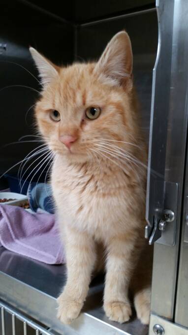 Adopt Simba from Glenfield Road Animal Shelter.