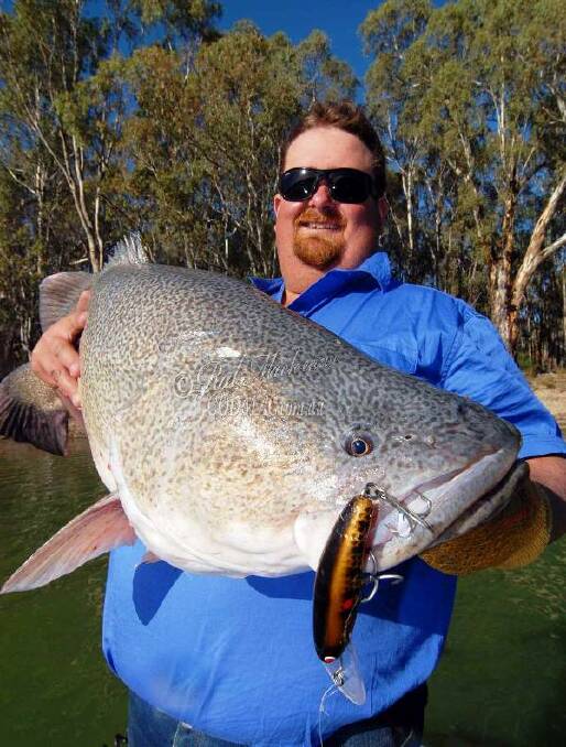 CAUGHT COD: Allan Collins with a Murray cod in the Murray River. Picture: Contributed