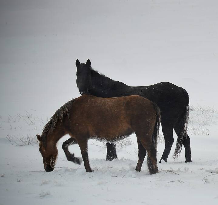 WILD WORRIES: The control of wild brumbies in the NSW Snowy Mountains is the subject of a draft management plan currently being developed. Photos courtesy Judy Goggin and Paul McIver.