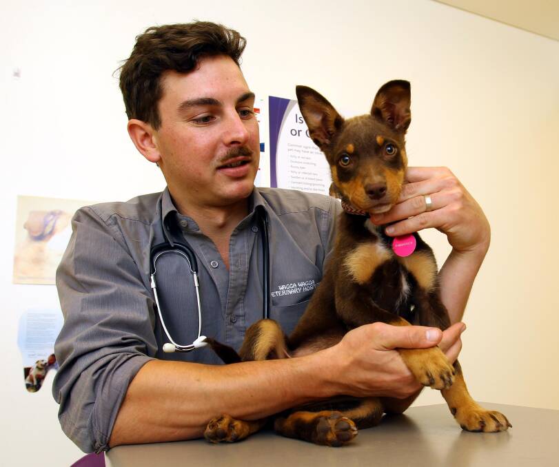 INOCULATED: Veterinarian Tristan Robinson with 12-week-old kelpie Leni, who received a second shot for parvovirus on Tuesday. Picture: Les Smith