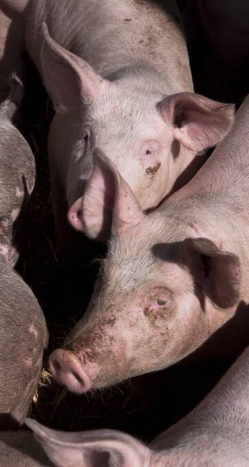 DIVISIVE PROPOSAL: Blantyre Farms wants to build a new $12 million pig farm south of Harden – a plan that has attracted some opposition within the community.