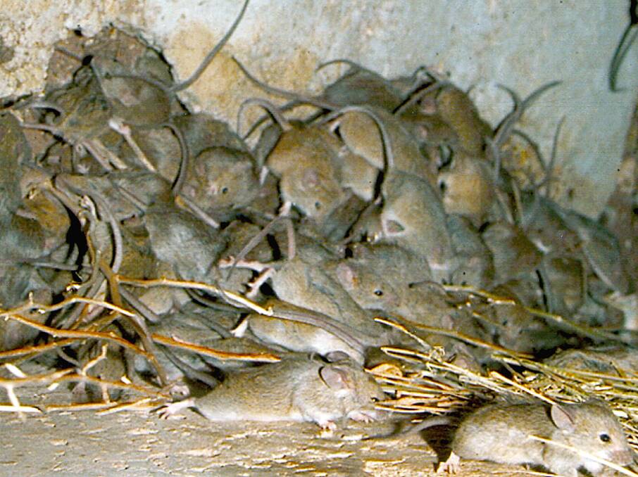 MICE IN THE MILLIONS: Farmers and residents should take preventative measures to avoid a pile-up like this. Picture: Wikimedia Commons