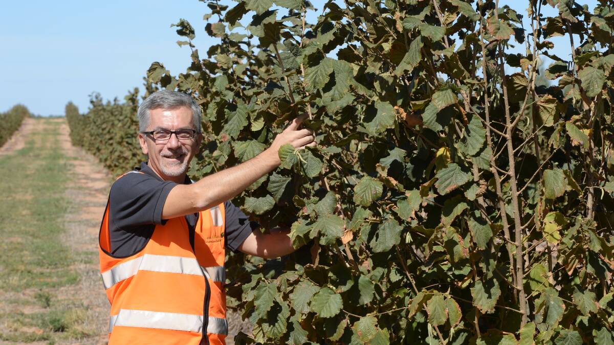 Agri Australis's  general manager Claudio Cavallini with some of the mature hazelnut trees due for harvest next year. He has proudly overseen the venture from the start. Exclusive photos by Rachael Webb.