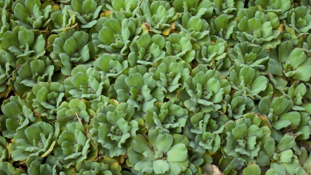 Water lettuce. Picture: NSW Department of Primary Industries