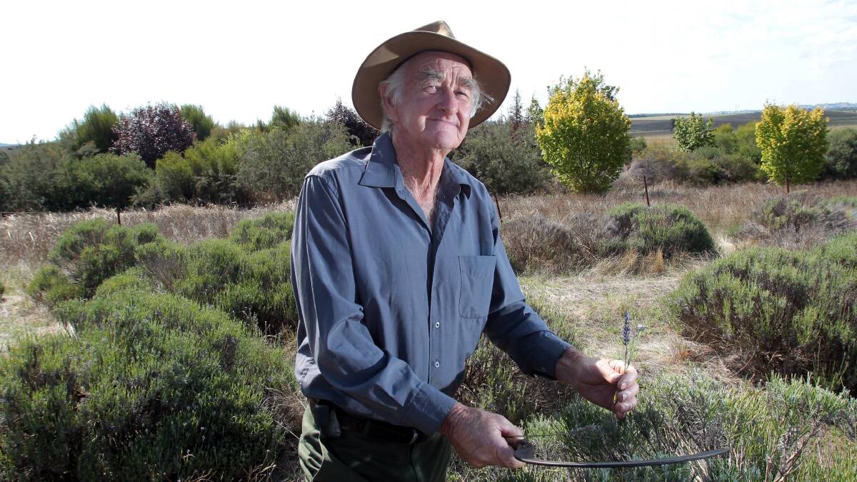 IN THE FLESH: Book Book farmer Doug Bye in the paddocks after a big lavender season where nearly 2000 plants were harvested.