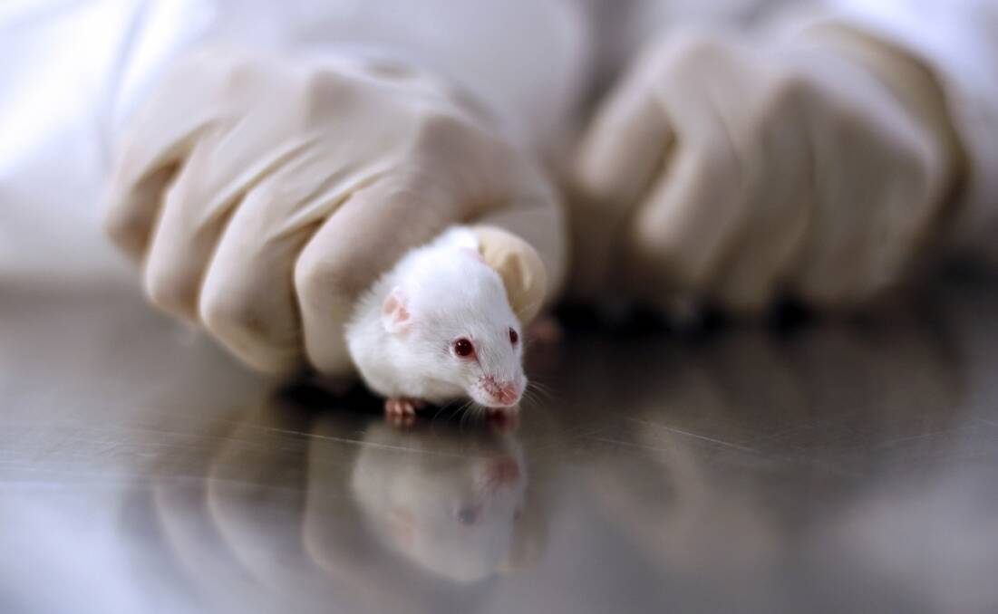 Columnist Ray Goodlass wants scientific experiments on animals to stop.