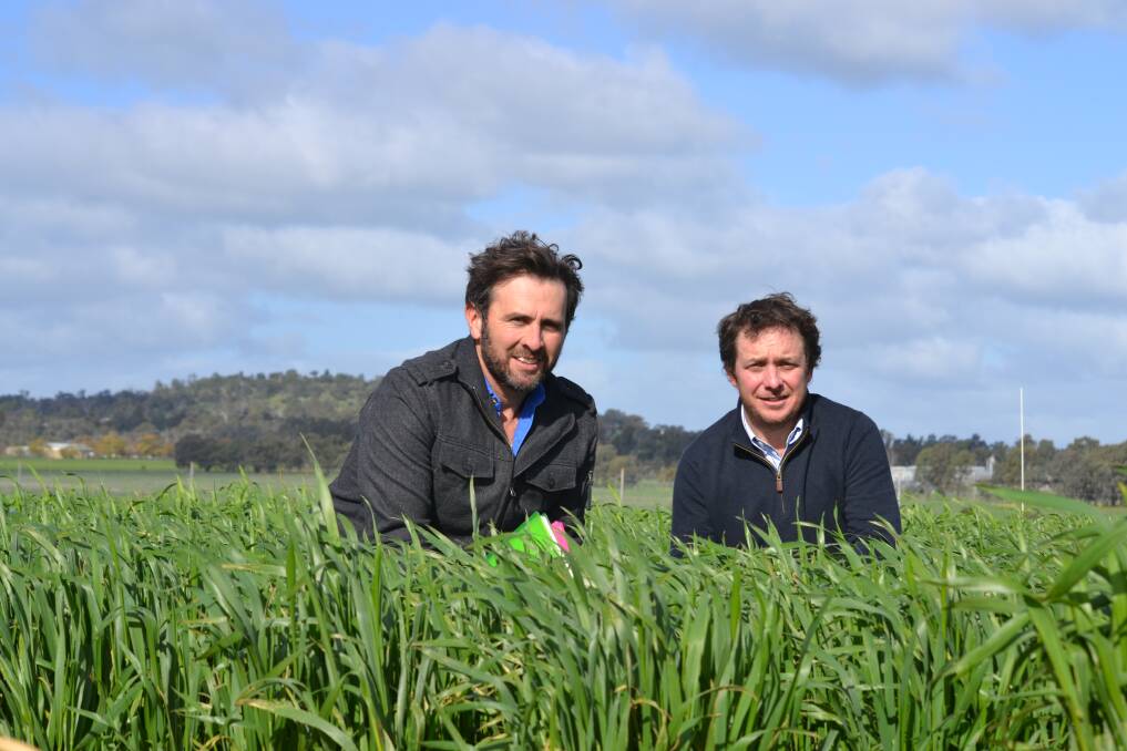 WET: Department of Primary Industries research and development agronomist Rohan Brill and Southern Dryland Cropping Systems leader Luke Gaynor with wheat crops for frost tolerance testing. Picture: Shane Manning
