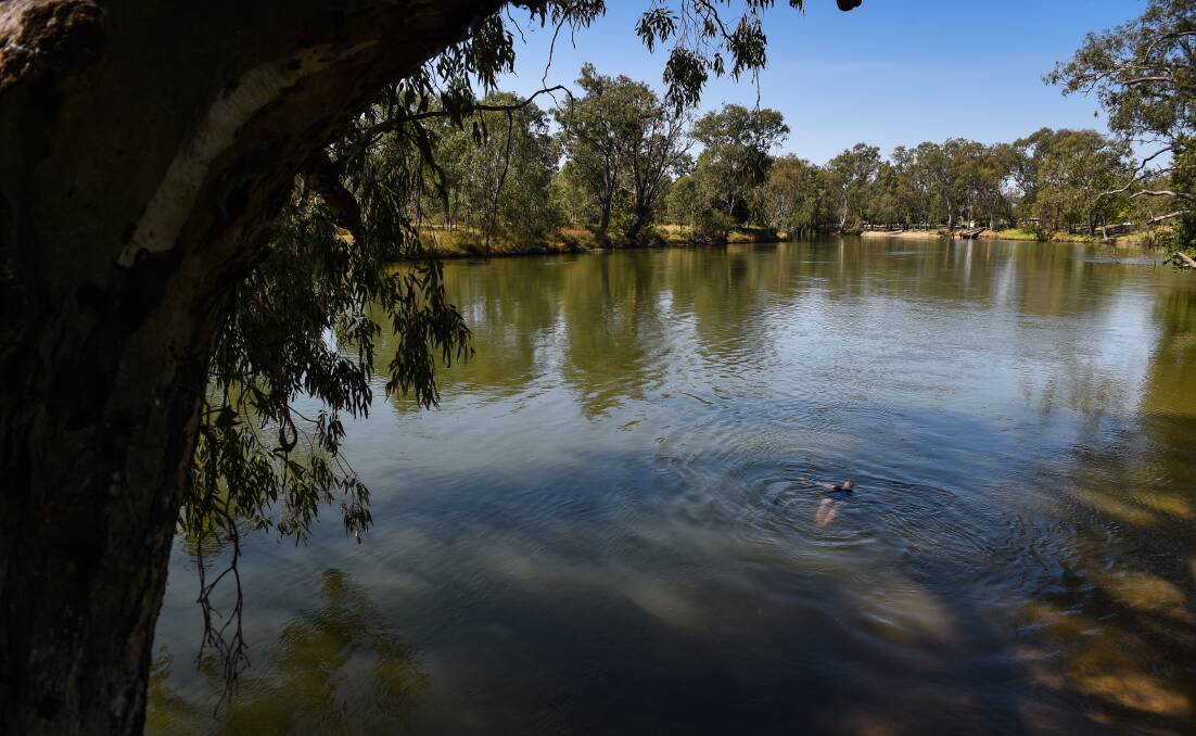 CARBONATED: Letter-writer Carl Binning says blackwater has resulted in fish stress and deaths in parts of the Murray system due to low oxygen levels in the water.