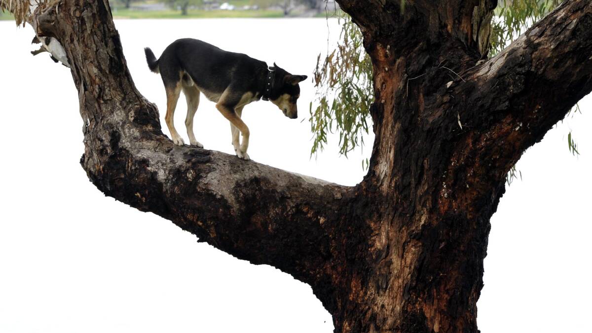 Dog barking up the right tree