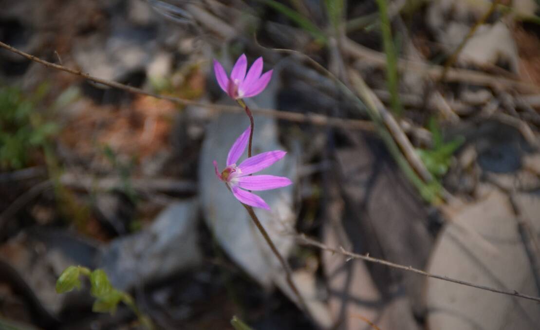 BEAUTY: Mark Saddler found some rare orchids at a block of land near Coolamon.