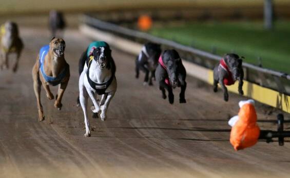 DOG'S BREAKFAST: Letter writer Geoff Field has pointed out a few inconsistencies in the decision to ban greyhound racing in NSW.
