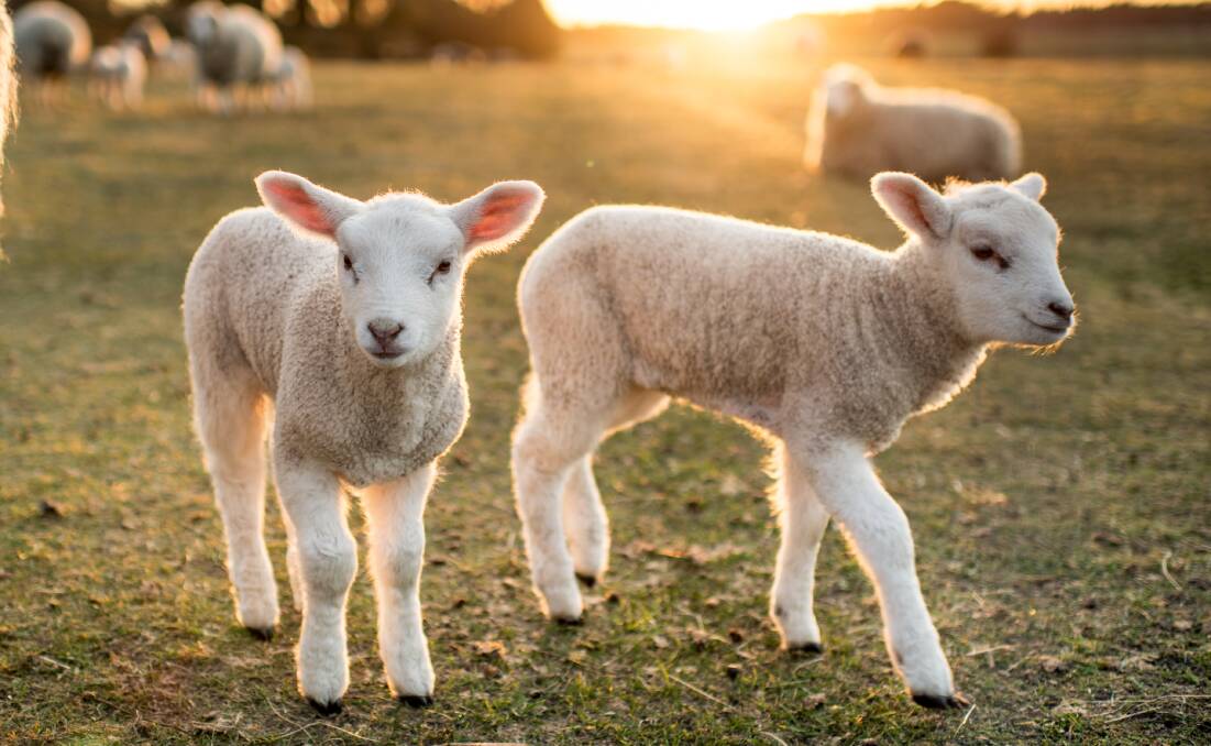 BABY: Correspondent Jenny Moxham says Australians need to stop eating baby sheep and ad campaigns around Australia Day promoting eating lamb need to stop.