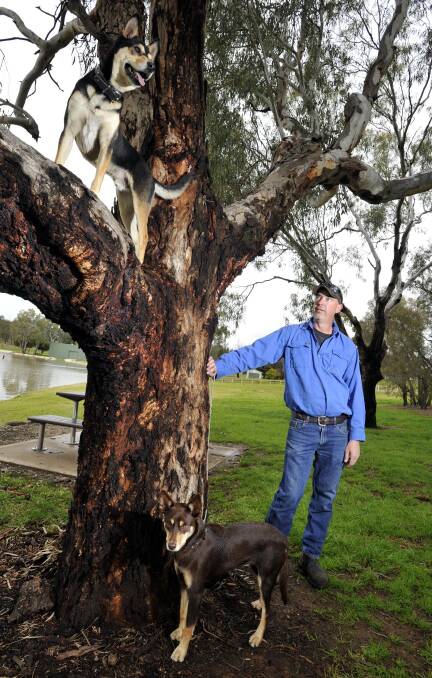 TALL ORDER: Otis stands tall at his favourite tree at Lake Albert as his best friends - Jess and owner Gavin Browne - look on. Picture: Les Smith