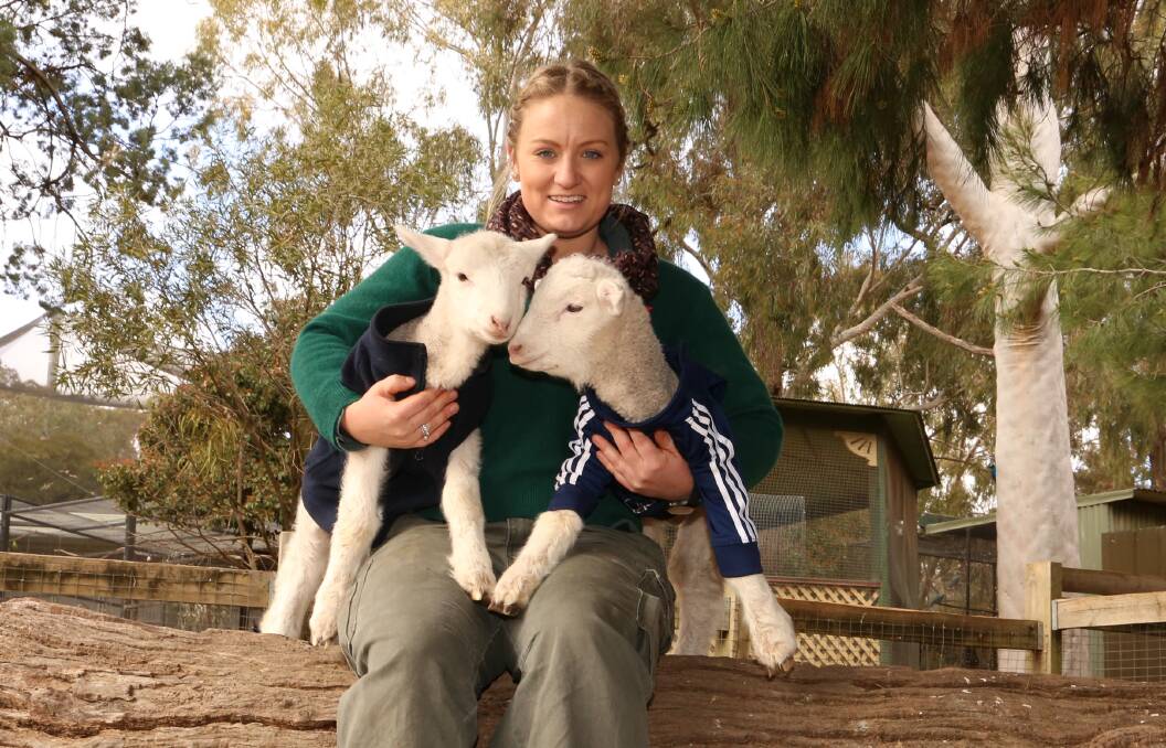 NAMES NEEDED: Council is asking the public to name these twins lambs, pictured with Botanic Gardens Zoo Curator Kira McBeath. Picture: Wagga City Council