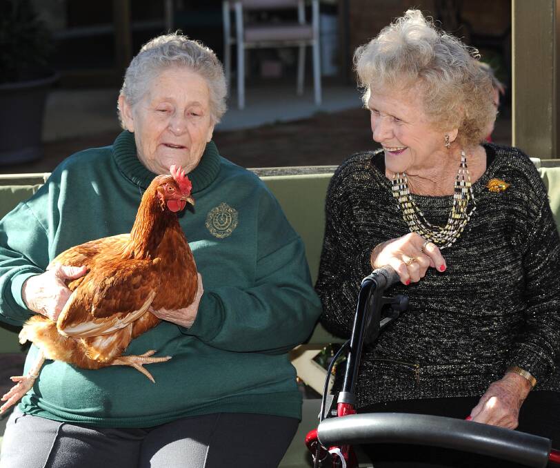 HAVING A CROW: Cooinda Court residents Shirley Foley and Rene Pettiford enjoy the company of an eager hen during Lashbrook Farm's chicken incursion. 